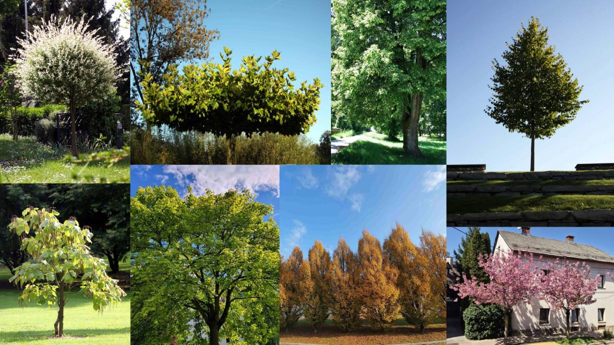 Drevesa za urbano okolje