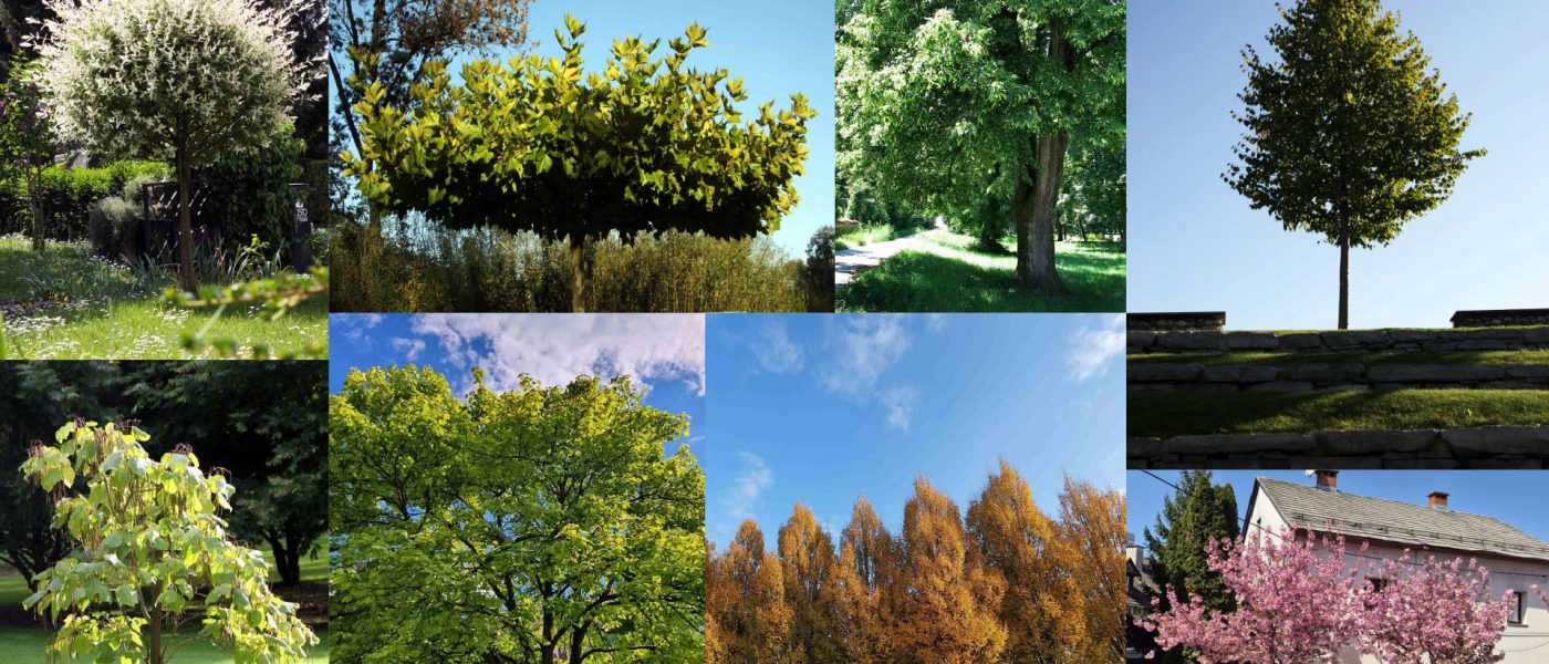 Drevesa za urbano okolje