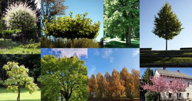 Drevesa za urbano okolje