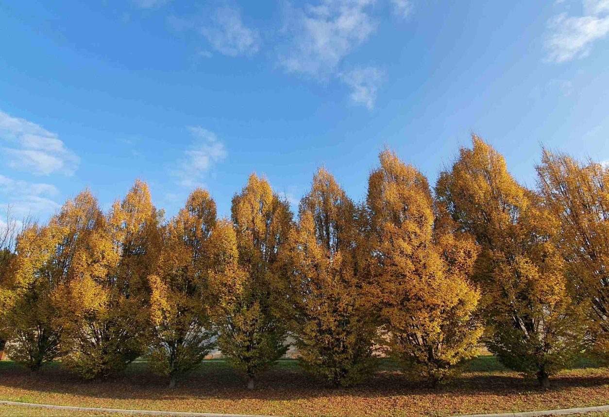 Gaber (Carpinus betulus)