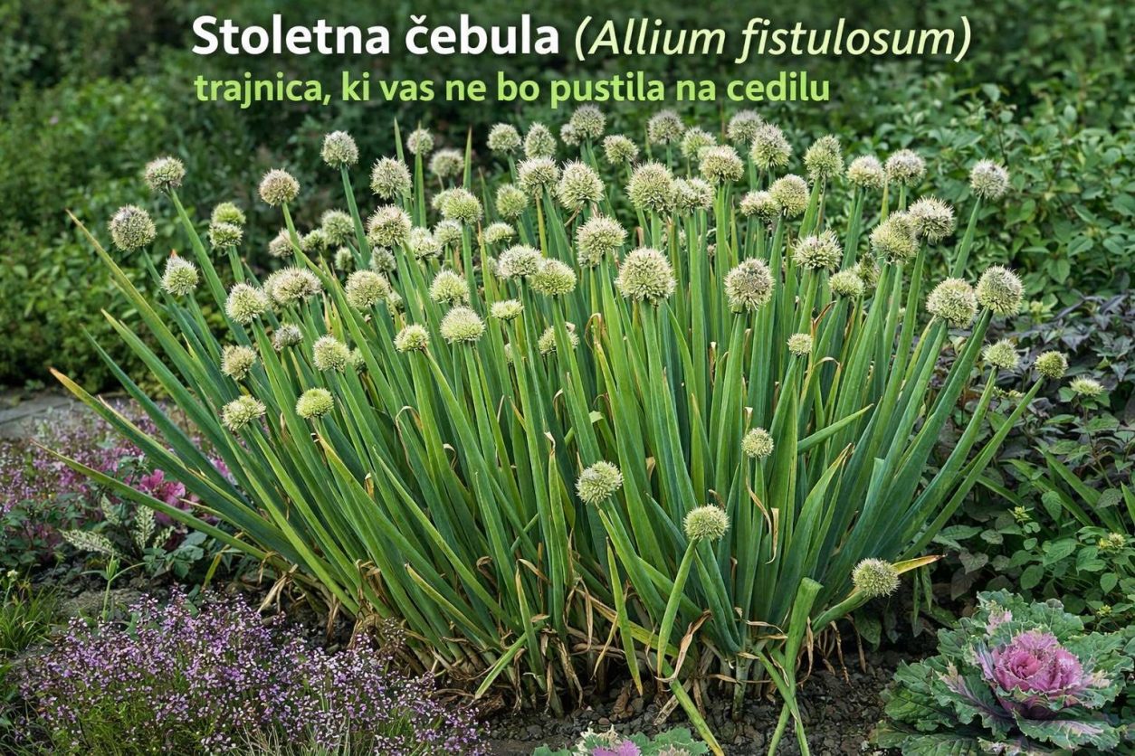 Gost šop stoletne čebule z značilnimi okroglimi cvetovi, ki privabljajo opraševalce