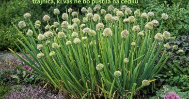 Gost šop stoletne čebule z značilnimi okroglimi cvetovi, ki privabljajo opraševalce