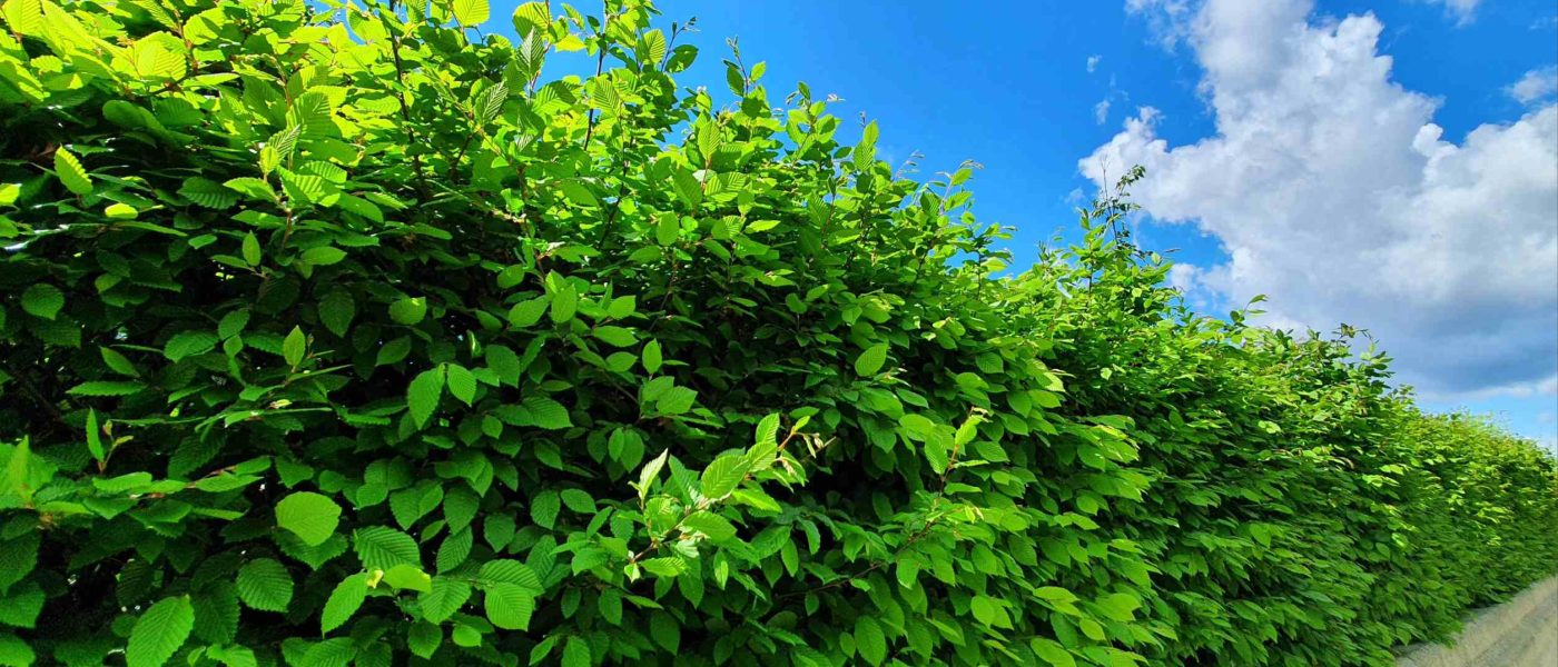 Gosta živa meja iz navadnega gabra (Carpinus betulus)