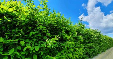 Gosta živa meja iz navadnega gabra (Carpinus betulus)