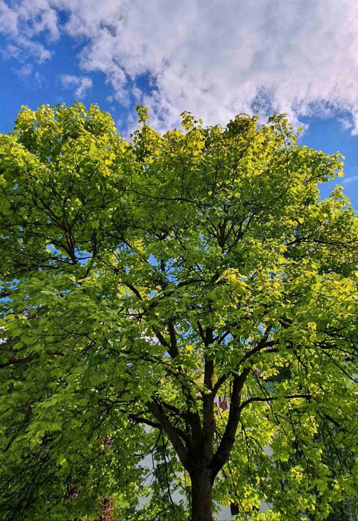 Javor (Acer pseudoplatanus)