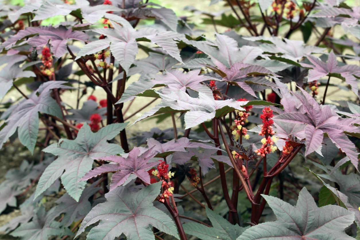 Kloščevec (Ricinus communis) s temno rdečimi listi in značilnimi socvetji