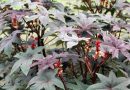 Kloščevec (Ricinus communis) s temno rdečimi listi in značilnimi socvetji