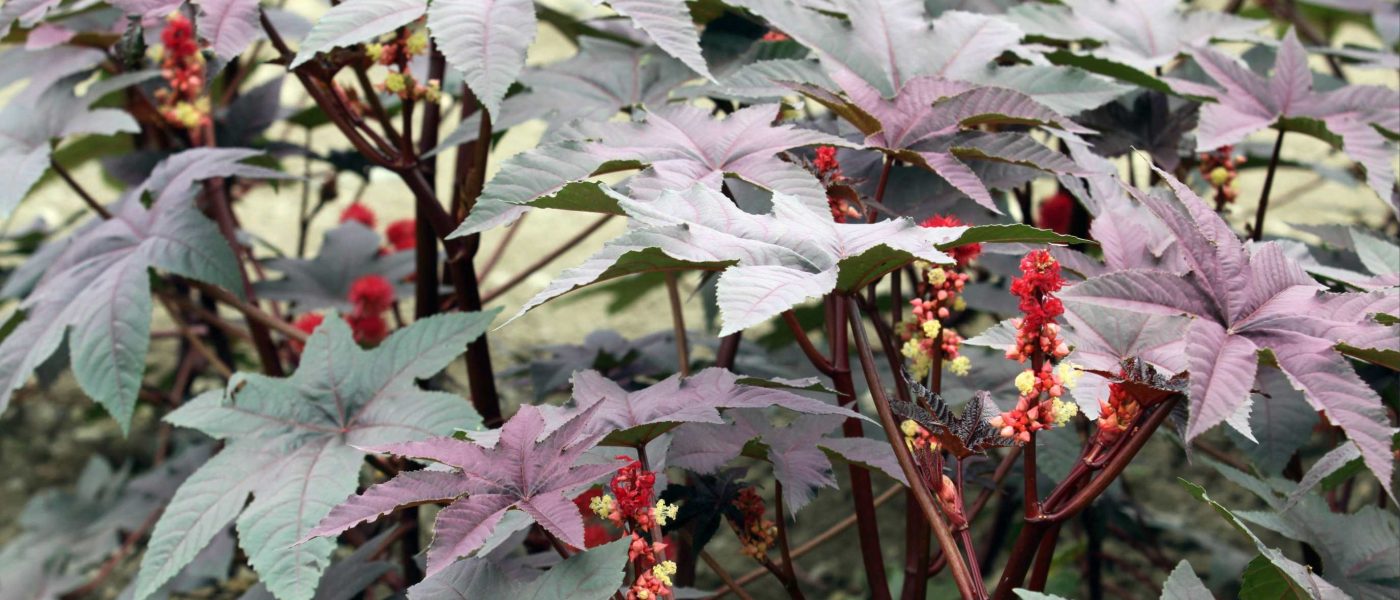 Kloščevec (Ricinus communis) s temno rdečimi listi in značilnimi socvetji