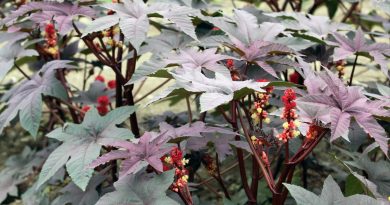 Kloščevec (Ricinus communis) s temno rdečimi listi in značilnimi socvetji