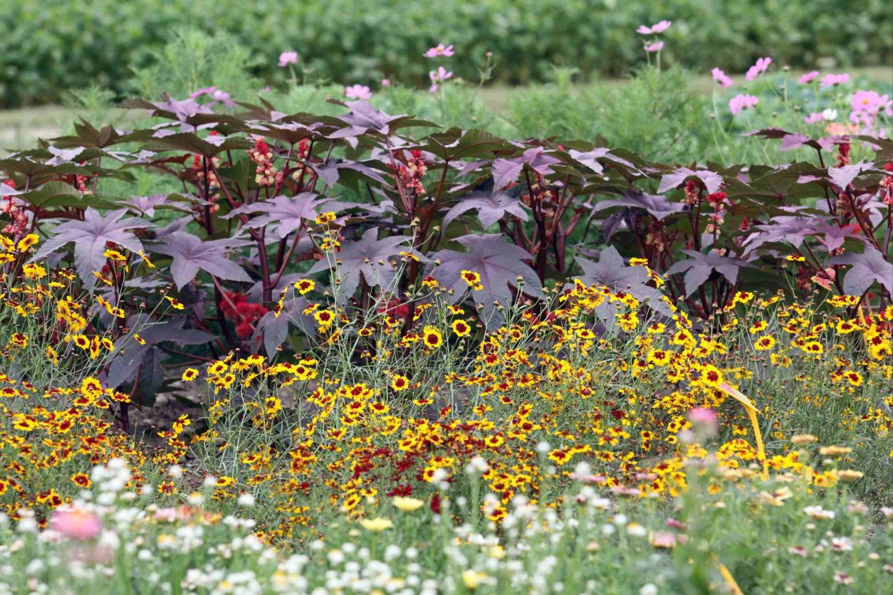 Kloščevec (Ricinus communis) v ozadju cvetlične grede ustvarja močan vertikalni poudarek