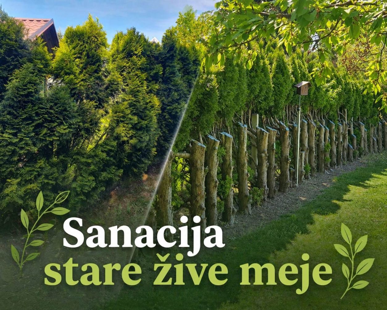 Levo obnovljena in izredčena živa meja iz tuj. Desno notranja stran ćive meje z rezjo na deblo