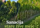 Levo obnovljena in izredčena živa meja iz tuj. Desno notranja stran ćive meje z rezjo na deblo