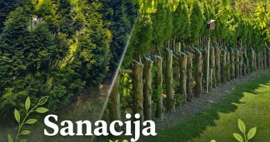 Levo obnovljena in izredčena živa meja iz tuj. Desno notranja stran ćive meje z rezjo na deblo