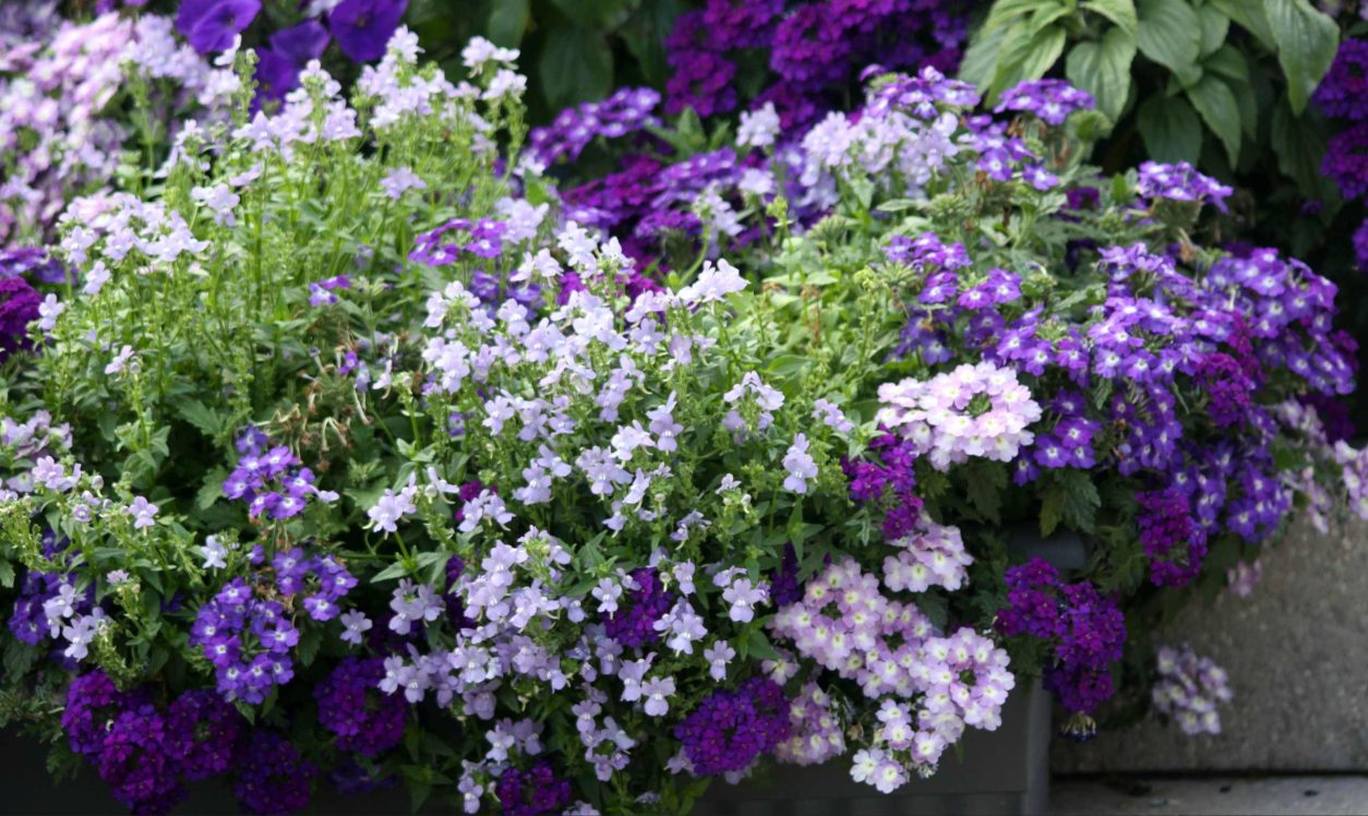 Mešana balkonska zasaditev v vijoličnih tonih združuje verbo, nemesijo, lobelijo in bacopo