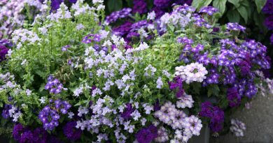 Mešana balkonska zasaditev v vijoličnih tonih združuje verbo, nemesijo, lobelijo in bacopo