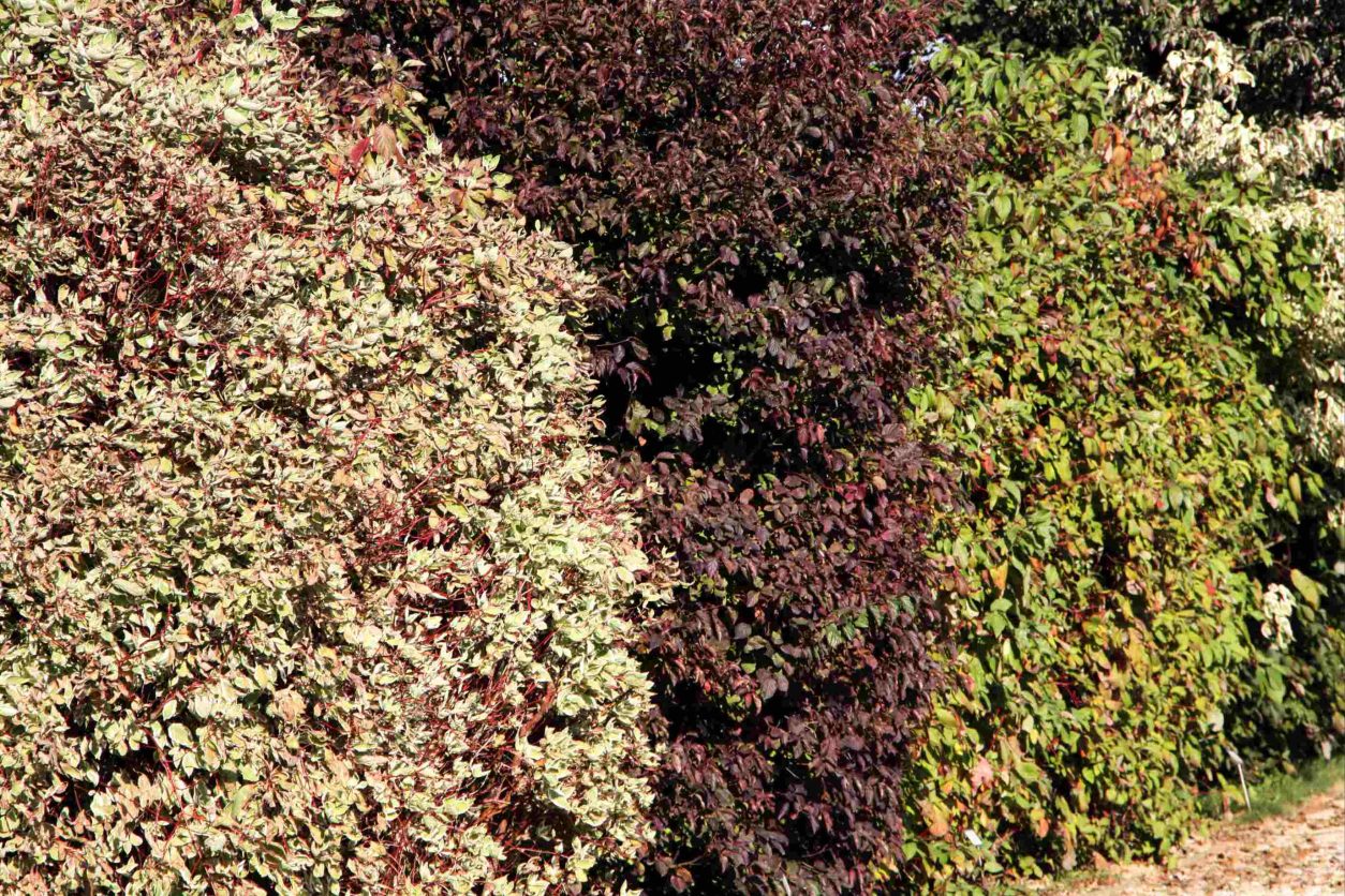 Mešana živa meja iz različnih vrst drenov (Cornus)