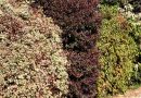 Mešana živa meja iz različnih vrst drenov (Cornus)
