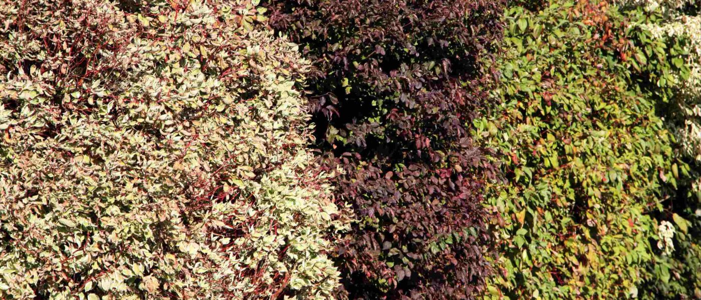 Mešana živa meja iz različnih vrst drenov (Cornus)