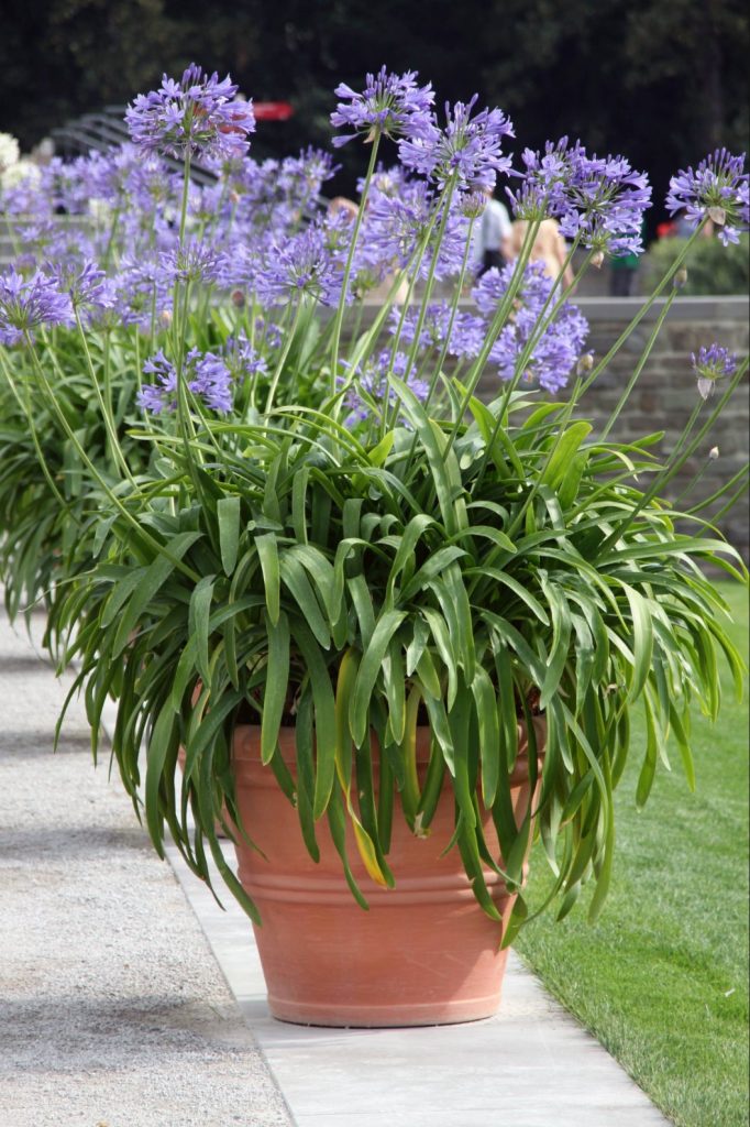 Modra lilija (Agapanthus), prezimuje kot čebulnica, zato ne potrebujemo svetlega prostora. V lonec jo sadimo na gosto in s tem vzpodbudimo cvetenje
