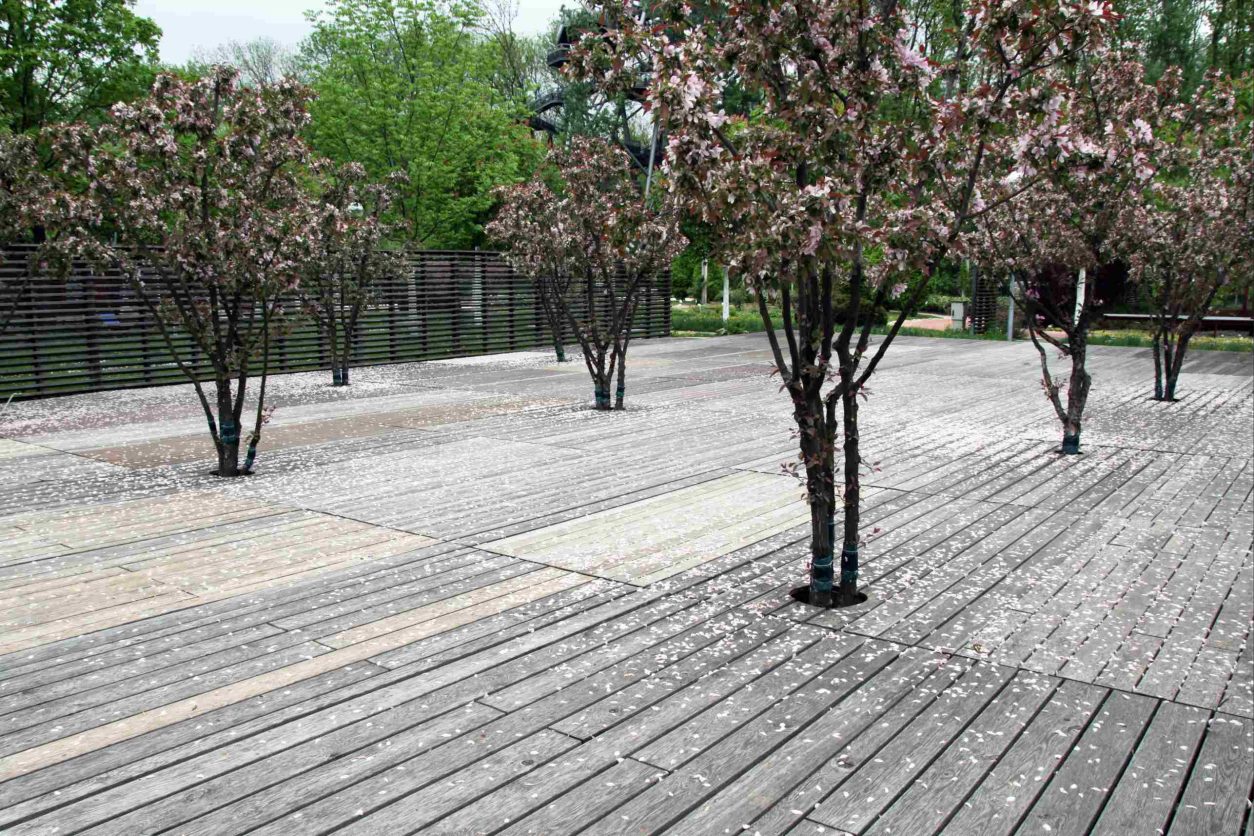 Okrasne japonske jablane (Malus floribunda) kot del sodobne urbane ureditve