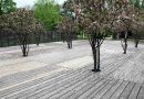 Okrasne japonske jablane (Malus floribunda) kot del sodobne urbane ureditve