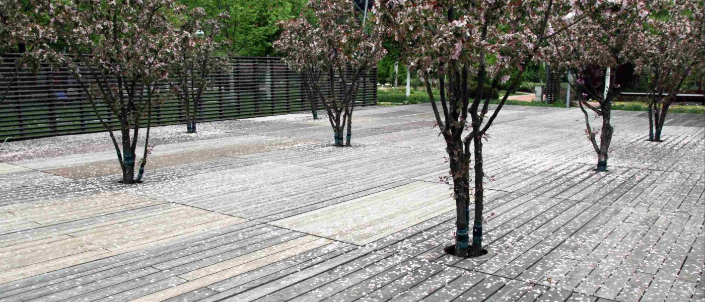 Okrasne japonske jablane (Malus floribunda) kot del sodobne urbane ureditve
