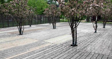 Okrasne japonske jablane (Malus floribunda) kot del sodobne urbane ureditve