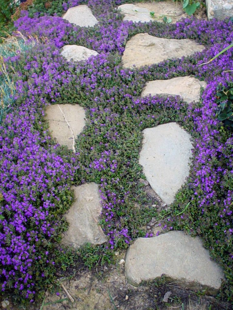 Plazeči timijan (Thymus praecox) ustvarja gosto, cvetočo preprogo
