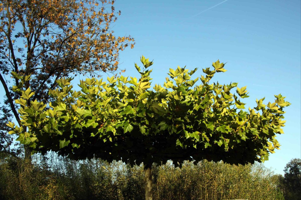 Platana (Platanus × hispanica) z ploščato oblikovano krošnjo