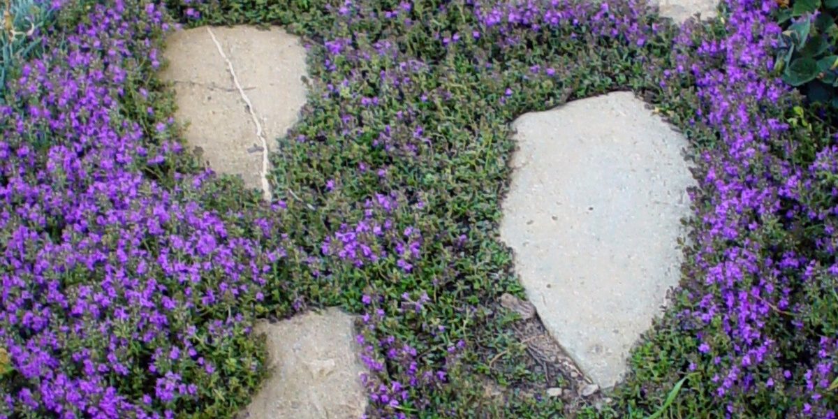Plazeči timijan (Thymus praecox) ustvarja gosto, cvetočo preprogo med kamni