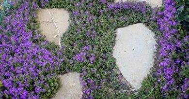 Plazeči timijan (Thymus praecox) ustvarja gosto, cvetočo preprogo med kamni