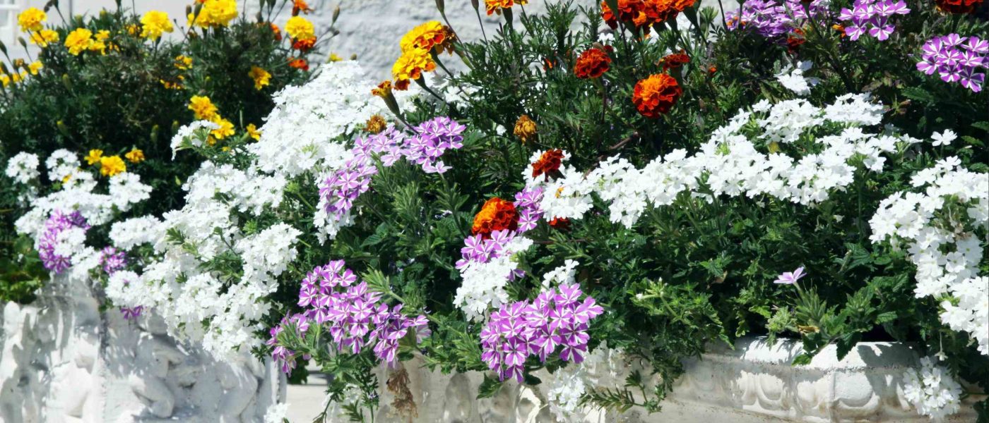 Poletna zasaditev v svetlem koritu združuje žametnice, verbeno in belo visečo rastlino