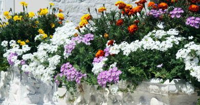 Poletna zasaditev v svetlem koritu združuje žametnice, verbeno in belo visečo rastlino