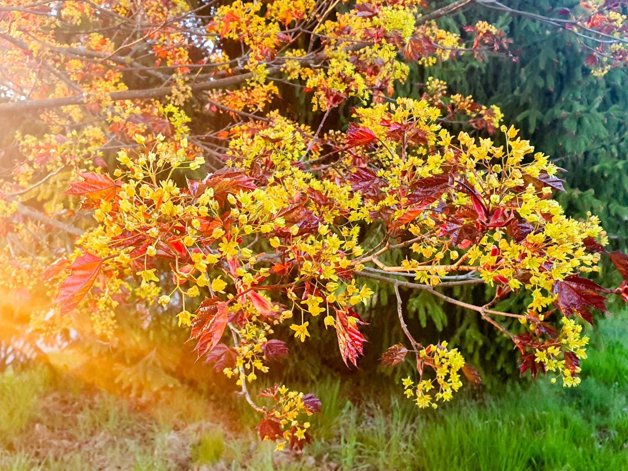 Rdečelistni javor (Acer platanoides ‘Crimson King’) v fazi zgodnjega cvetenja