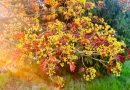 Rdečelistni javor (Acer platanoides ‘Crimson King’) v fazi zgodnjega cvetenja