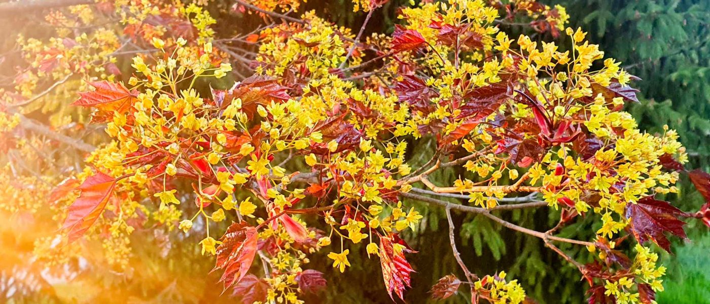 Rdečelistni javor (Acer platanoides ‘Crimson King’) v fazi zgodnjega cvetenja