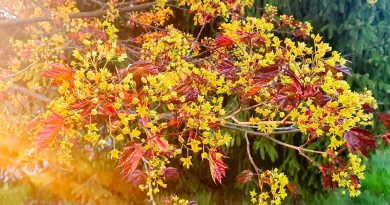 Rdečelistni javor (Acer platanoides ‘Crimson King’) v fazi zgodnjega cvetenja