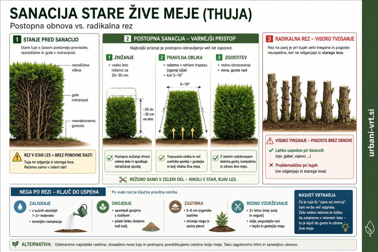 Sanacija starejše žive meje