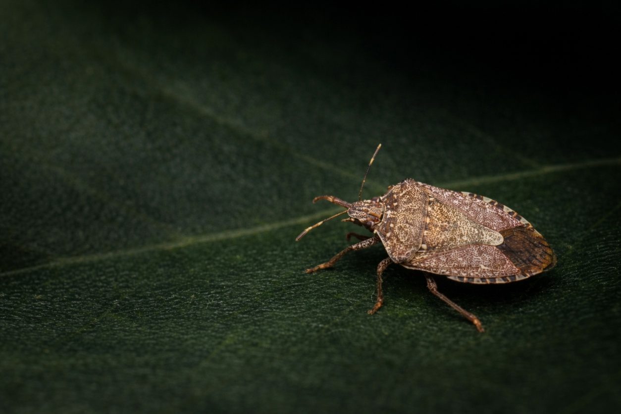 Smrdljivec na zelenem listu