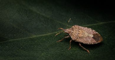 Smrdljivec na zelenem listu