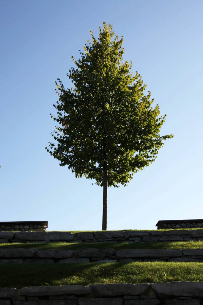 Srebrna lipa ‘Brabant’ (Tilia tomentosa ‘Brabant’)