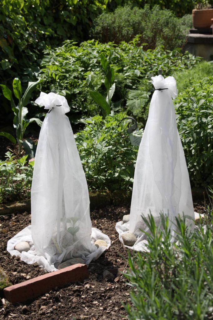 Učinkovit način zaščite sadik pred pozebo z uporabo agrokoprene