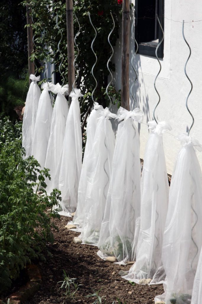 Učinkovit način zaščite sadik pred pozebo z uporabo agrokoprene