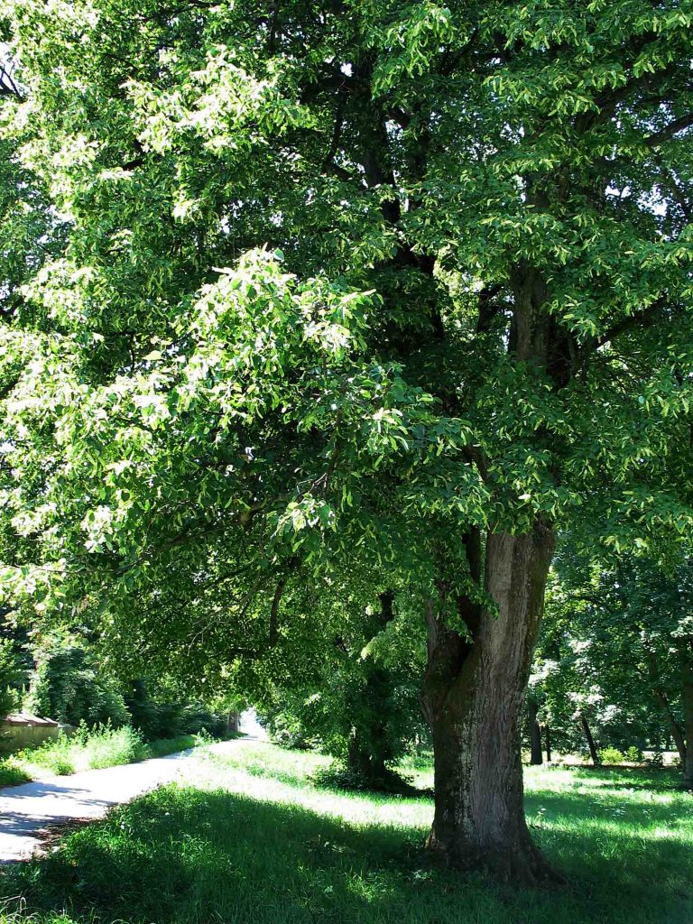 Velikolistna lipa (Tilia platyphyllos)