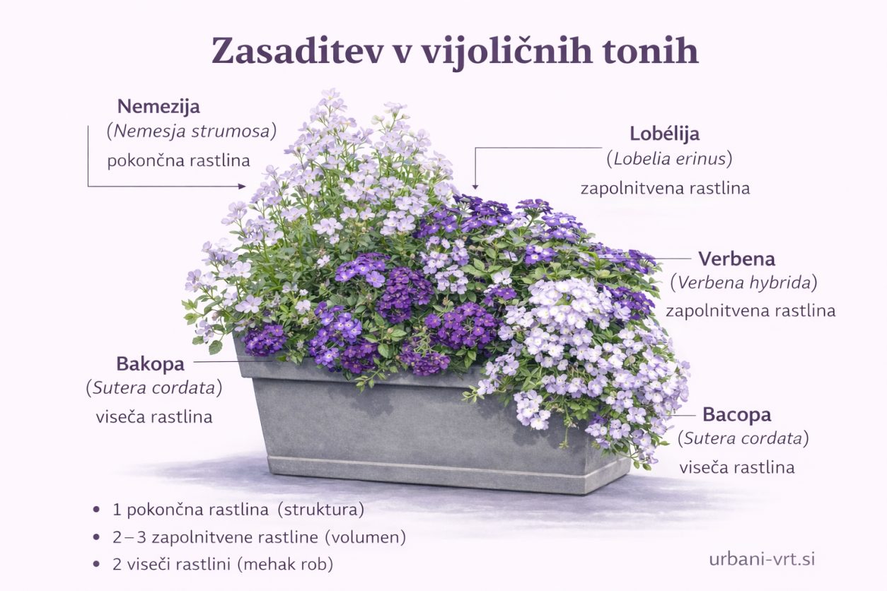 Zasaditev v vijoličnih tonih