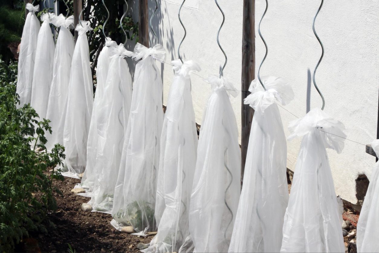 Zaščita sadik paradižnika z agrokopreno na opori