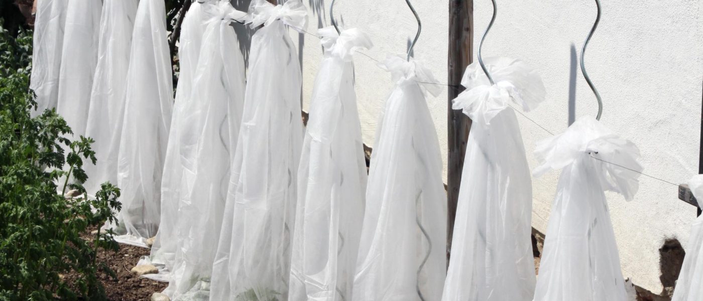 Zaščita sadik paradižnika z agrokopreno na opori