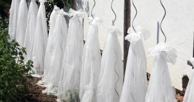 Zaščita sadik paradižnika z agrokopreno na opori