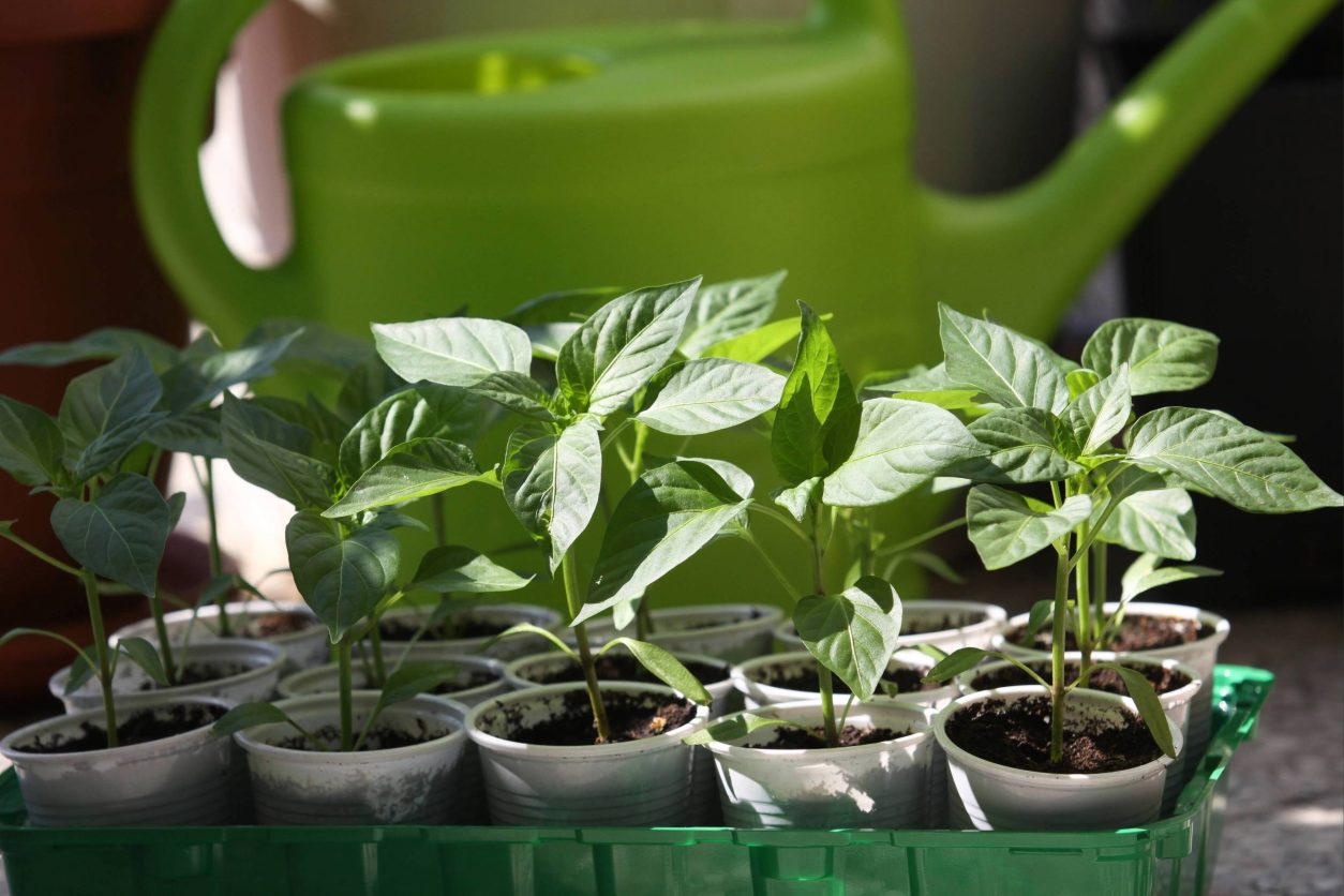 Zdrave sadike z močnimi stebli in temno zelenimi listi
