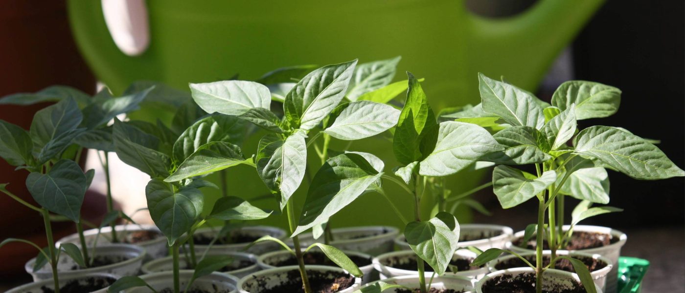 Zdrave sadike z močnimi stebli in temno zelenimi listi